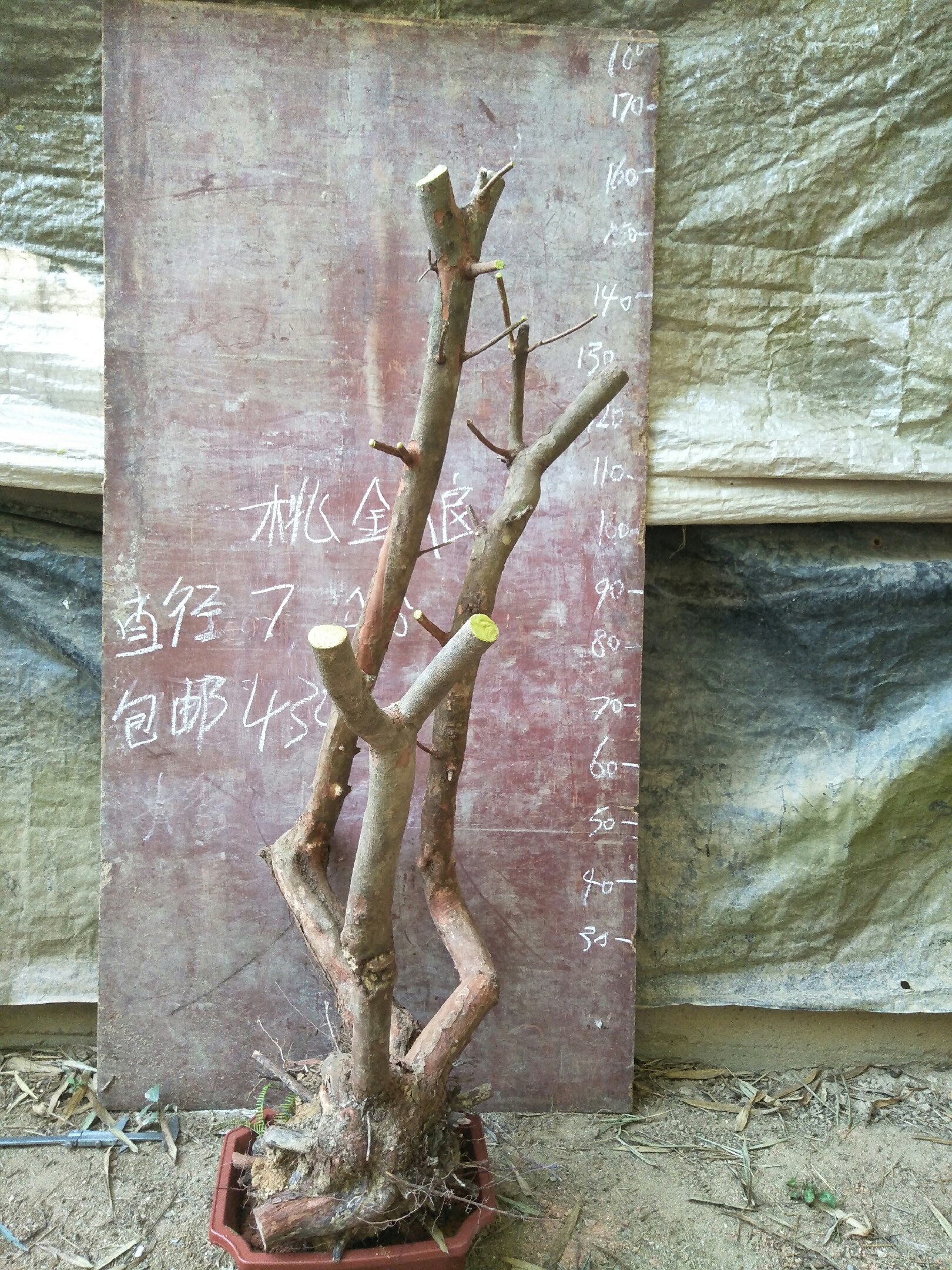 [批发]桃金娘,生桩,熟桩盆景地景价格380.00元/棵 - 一亩田