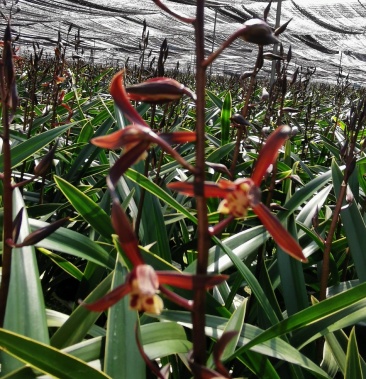 兰花 金华山 别名金嘴 报岁兰 不带花脱盆 包邮