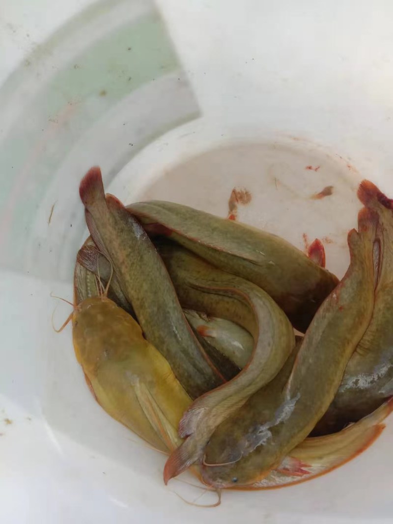 [鲶鱼批发]广西钦州钦南区鲶鱼 6.50元/斤钦州养殖塘角鱼 _ 一亩田