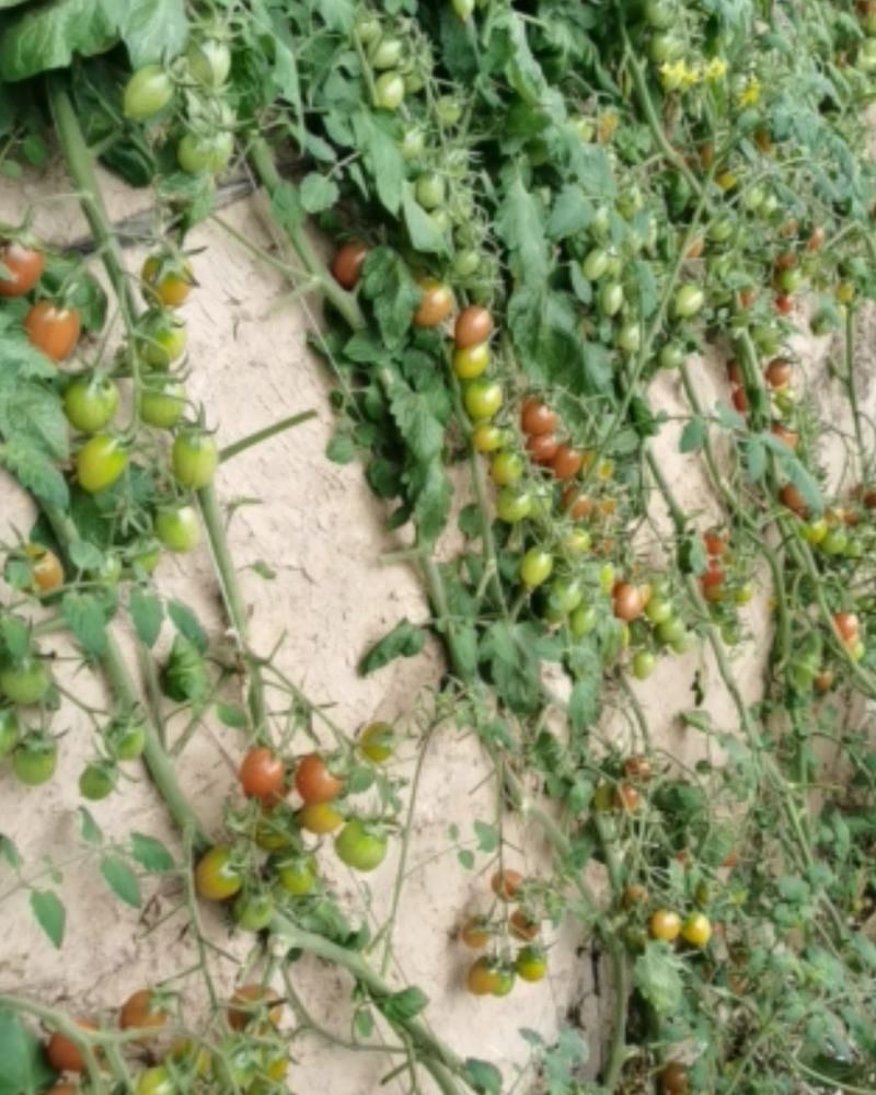 碧娇小柿子精品口感好