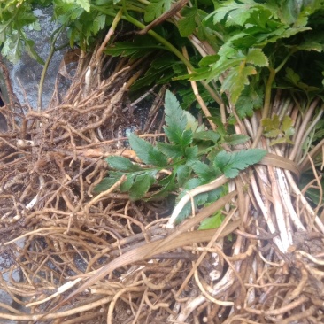 中药材,责州野生一垛云,独脚鸡,冬生草,全草,生品