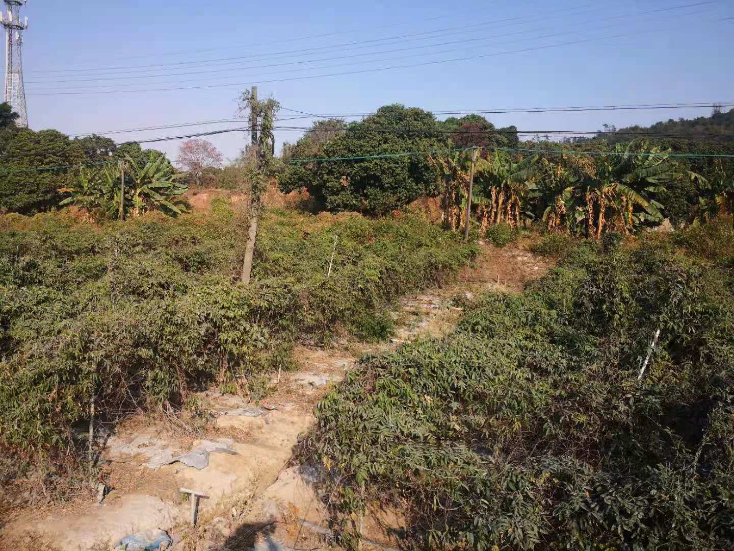 牛大力粉葛的植物形态