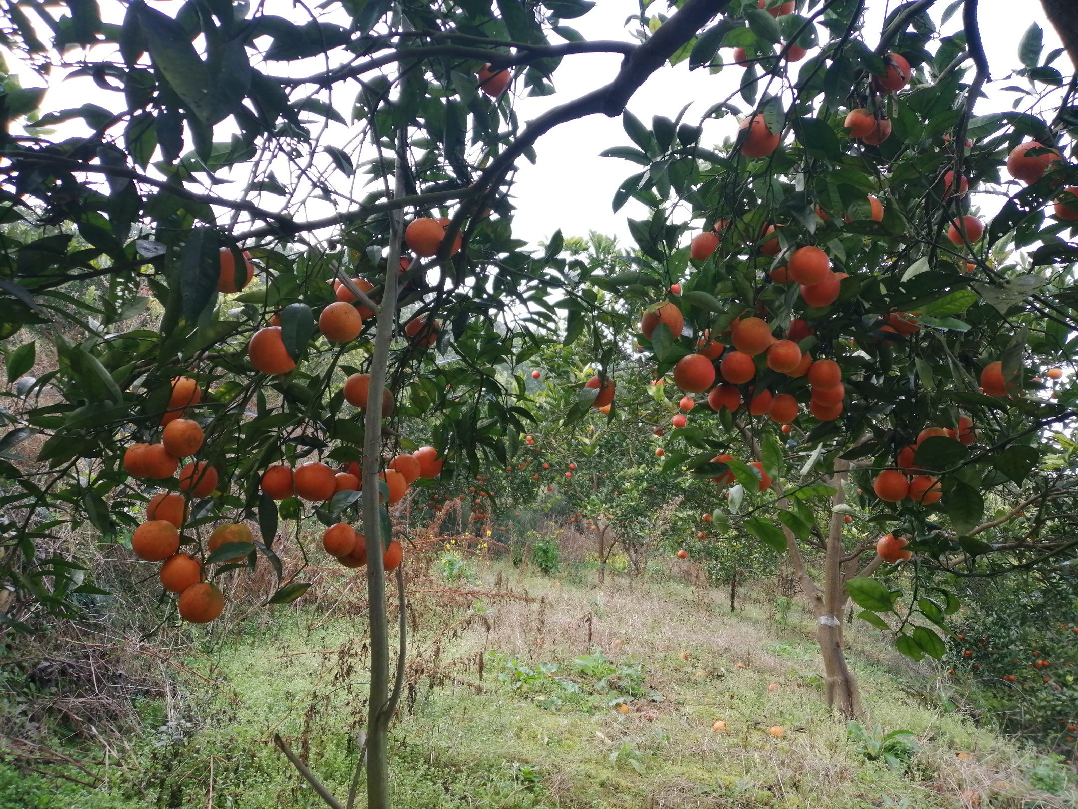 血橙果园全景
