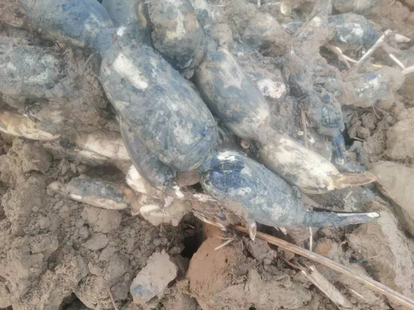 白莲藕在泥塘中刚采挖出来的场景