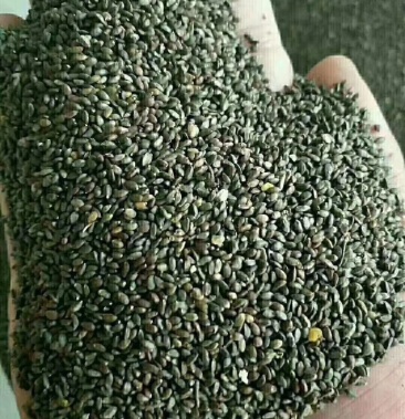 [丹参种子批发]陕西商洛秦岭地产优质丹参种籽价格60.