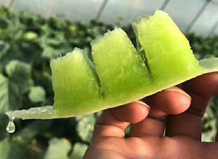 一个成熟的玉菇甜瓜,呈乳白色略带淡黄,表面布满细密均匀的网纹,切开后果肉洁白如玉,汁水丰盈,背景为山东大棚种植环境 玉菇甜瓜特写