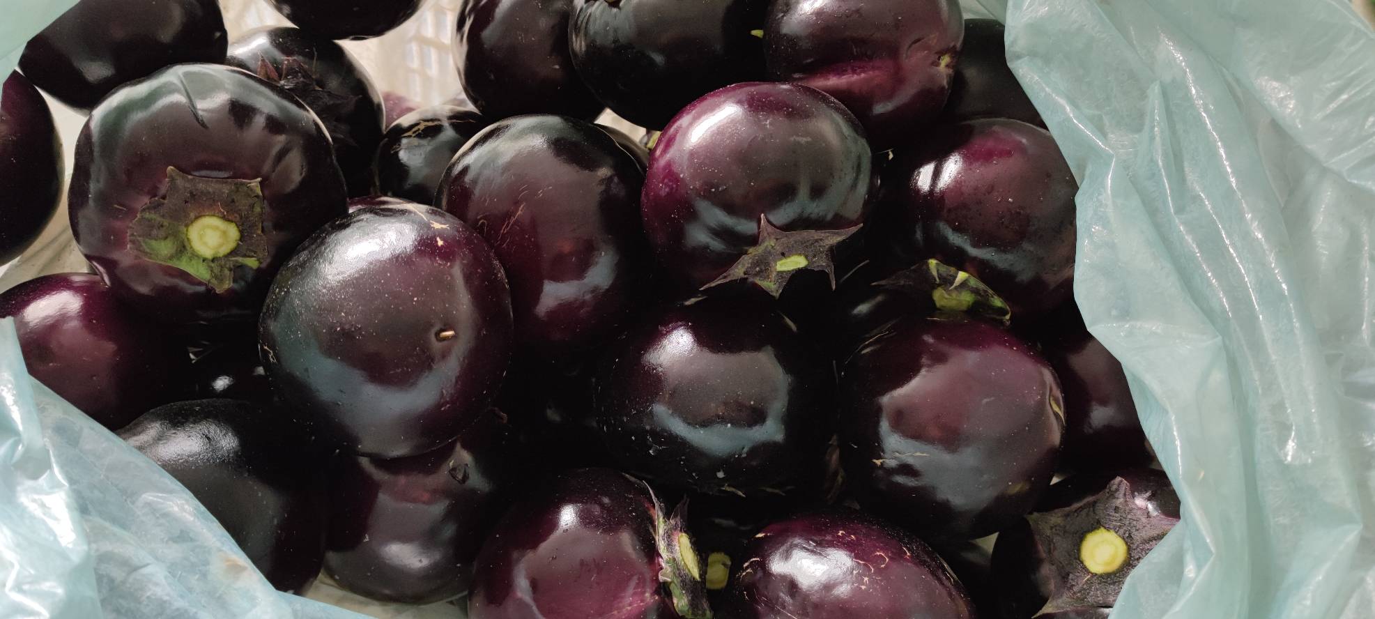 左侧为优质茄子特征:紫黑亮泽、蒂部翠绿、手感坚实;右侧为劣质茄子:表皮暗淡、有凹陷斑块、蒂部枯黄;下方为正确储存方式:用牛皮纸包裹后置于冰箱抽屉内,旁边放置温度计显示8℃ 新鲜茄子选购与储存对比图