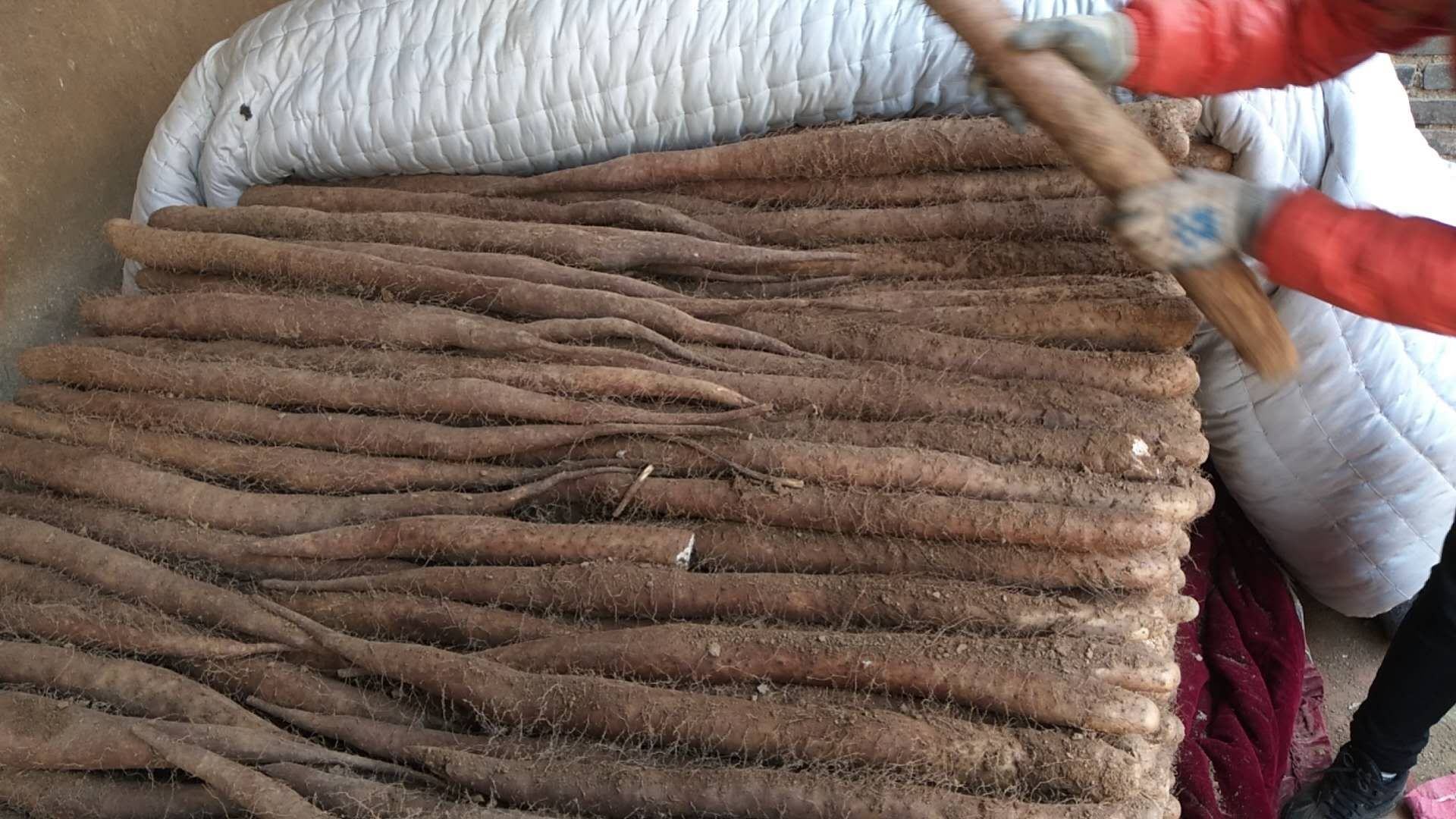 一位厨师戴着手套正在砧板上切割白玉山药,山药断面渗出透明黏液,操作台上有喷雾瓶、清洁布和垃圾桶,强调安全处理食材的卫生场景,突出防护措施的重要性 厨房中处理白玉山药场景