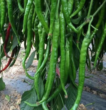 隆丰中华椒王辣椒种子牛角椒籽厚肉早熟进口原种大田基地蔬菜