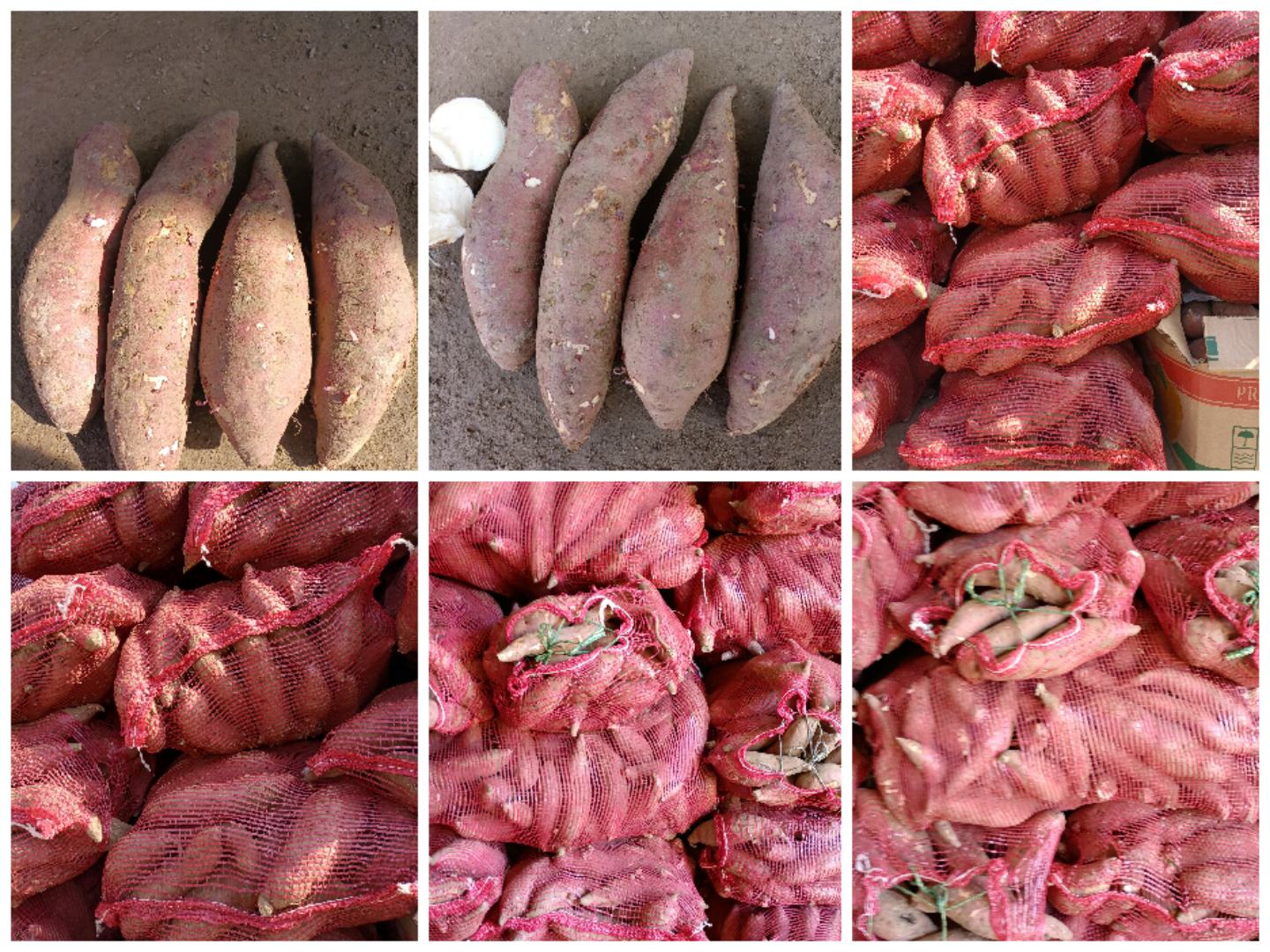 展示红薯采收后晾晒、包装、储藏的全过程 红薯采收与储存示意图