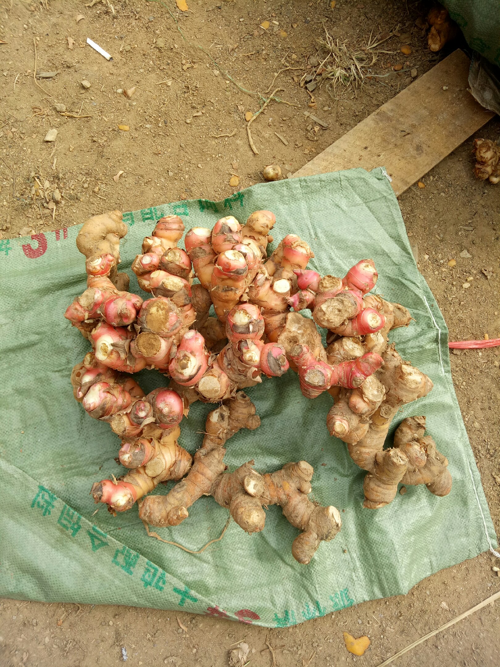 南姜山姜新鲜白皮南姜蓝姜上市南姜低价批发