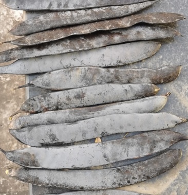 大皂角作用多,想要的朋友快来哦!