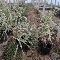 大盆花叶芦竹价格，花叶芦竹基地