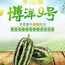 博洋9号甜瓜苗山东寿光自产自销抗病毒大量有货