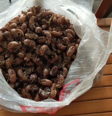 [批发]虫退,金蝉,药材野生药材不是野生药材不要钱价格110.