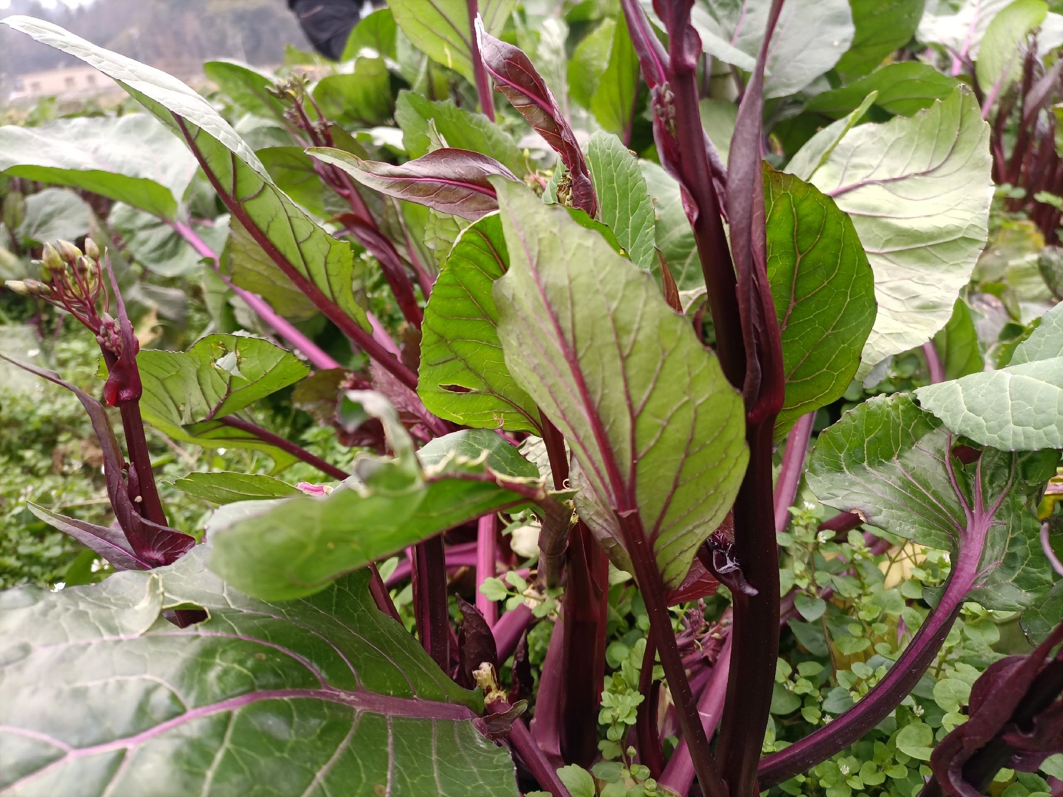 洪山红菜苔特写,展示其紫红色花茎与翠绿叶片 洪山红菜苔特写