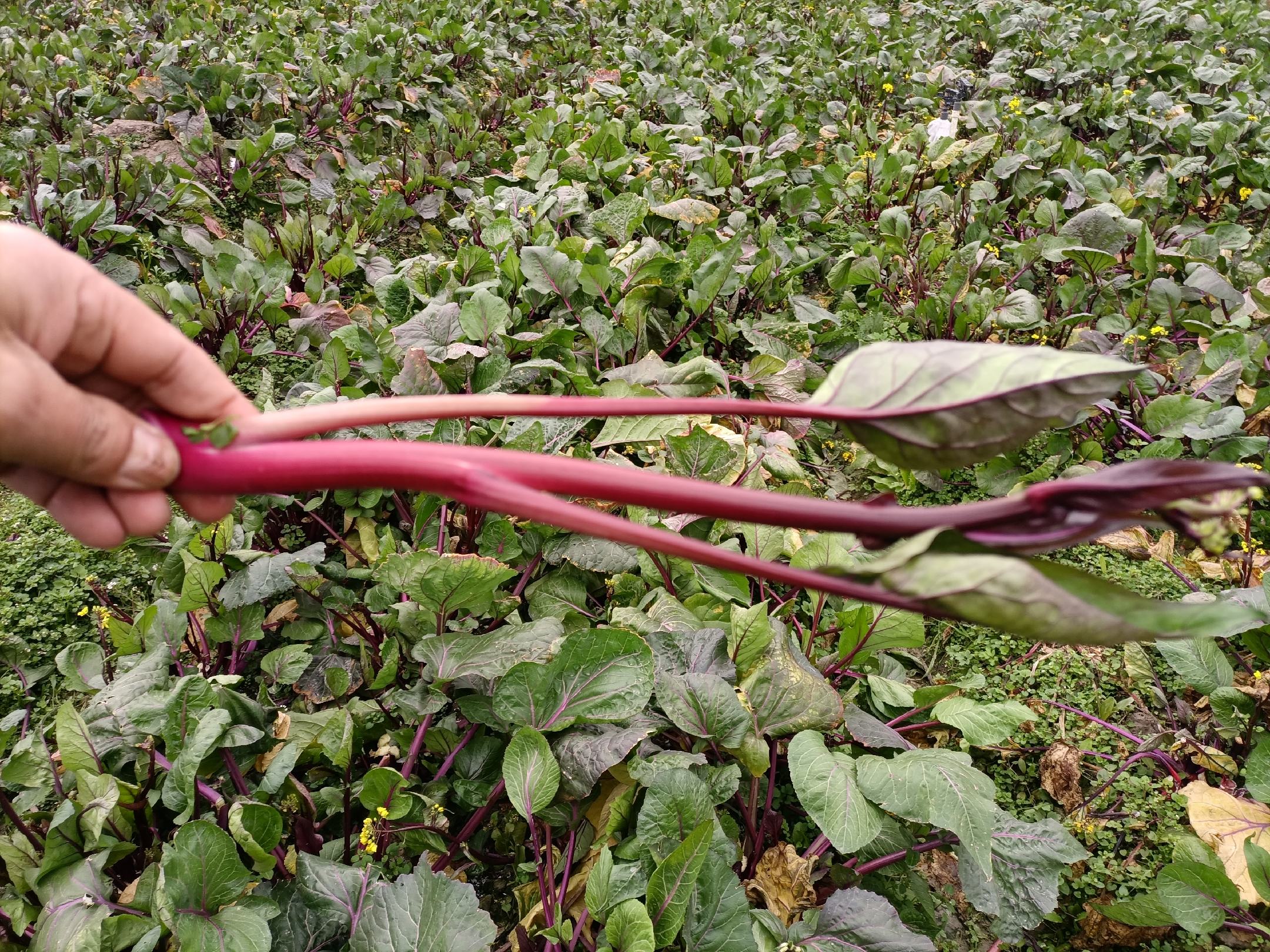 湖北洪山红菜苔生态种植基地航拍：整齐划一的绿色菜田中，大片红菜苔呈现紫红色条带状分布，远处可见智能灌溉设备与“国家地理标志农产品”指示牌