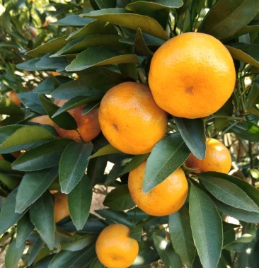 紫金春甜桔-自家果园,清甜可口,自产自销,价格优惠