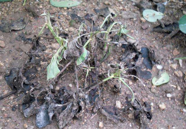 红薯种植地块土壤改良前后对比图