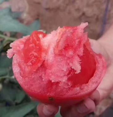 甘肃民勤沙漠地区西红柿