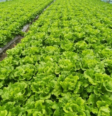 大棚平叶生菜常年有货供应