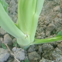 本地菜心大量上市，新鲜水嫩