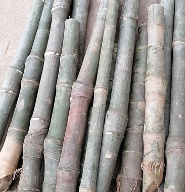 实心竹,玉心竹原材料