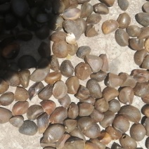 山茶油果山茶籽红花籽白花籽有货