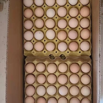 [鸡蛋批发]富硒鸡蛋360枚一箱,可做品牌代理,价格随行报价格195.