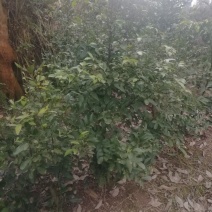 天竺桂地笼子基地直销