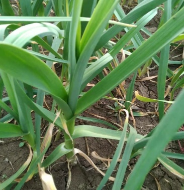 大棚蒜苗精品低价出售现货有三万多元