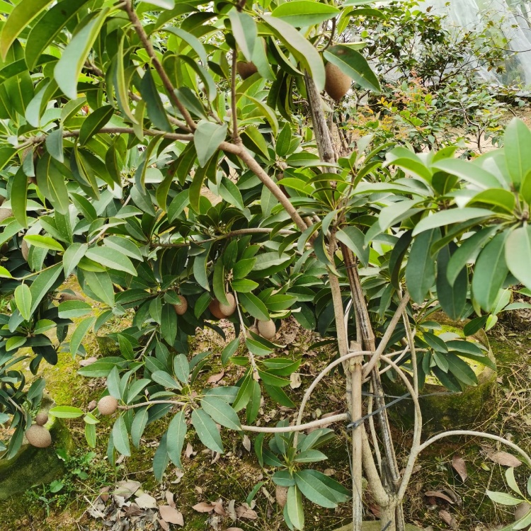 [人心果苗批发]果树苗 人心果苗 果肉甜美 四季结果价格25.