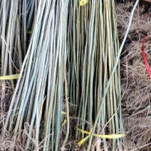 合欢树苗合欢苗绒花树苗芙蓉花树苗庭院盆栽合欢树苗绿化工程