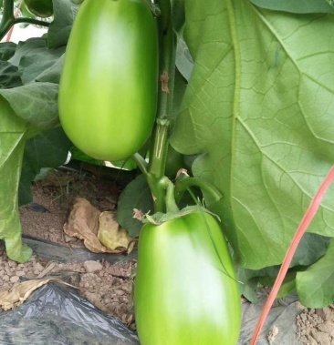 东北精品绿圆茄子大量上市期待你的合作,欢迎你老板