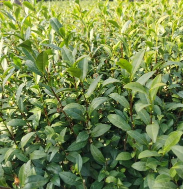 【中茶108茶树苗】绍兴无性扦插当年新苗量大从优基地直供