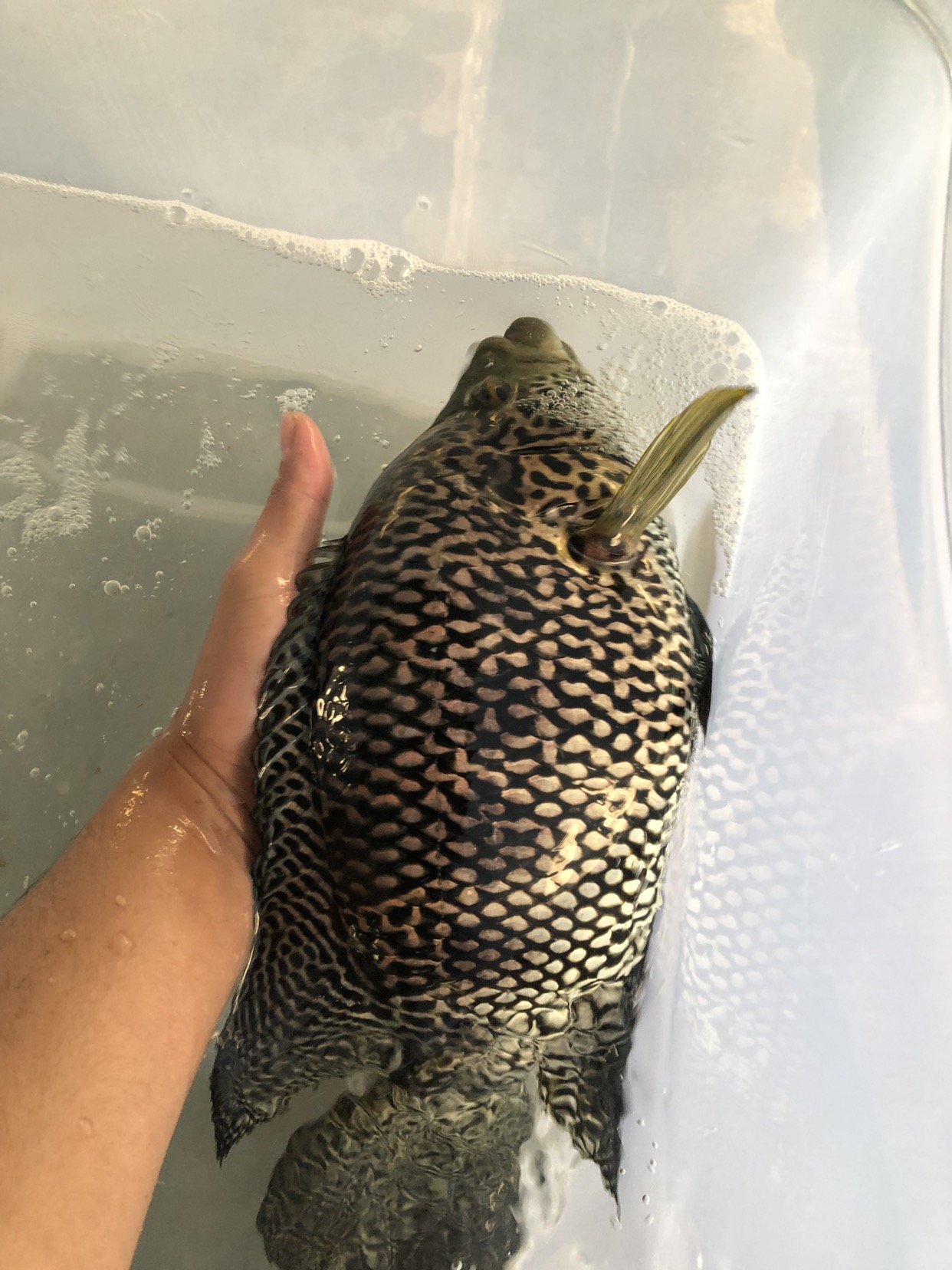 [淡水石斑鱼批发]淡水石斑,肉质鲜嫩可口价格13.00元/斤 - 一亩田