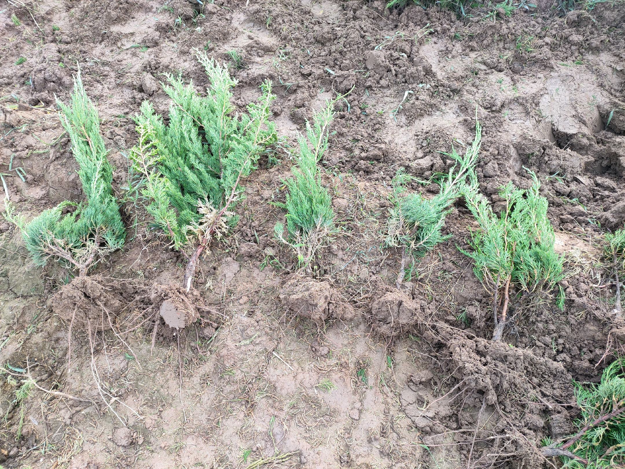 四种龙柏对比图：标准型、尖头型、球形型、金边型