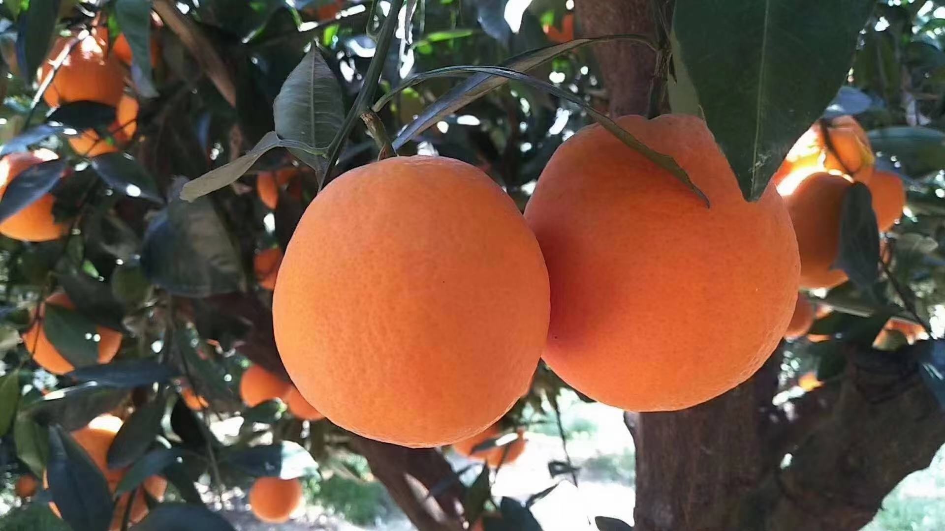 展示多个伦晚脐橙果实表面呈现青绿色调,与正常橙色果实形成对比 伦晚脐橙果实发青现象