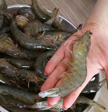 网红大虾 海水虾 鲜活虾 新鲜打捞 5斤起售