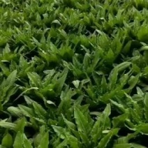 泸西县精品油麦菜便宜大甩卖0.3元一斤，要的赶快！