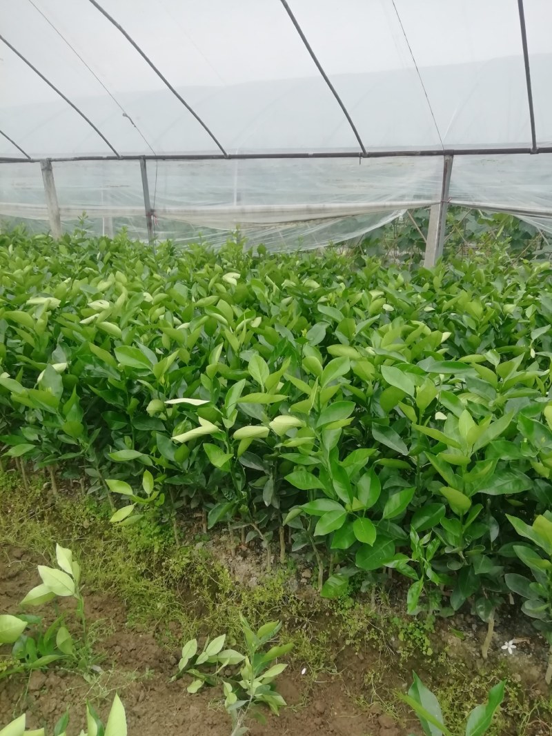 [西柚苗批发]福建漳州平和县柚子苗 9.00元/棵甜葡萄柚树苗 _ 一亩田