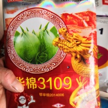 华棉3019大桃，转基因抗虫棉