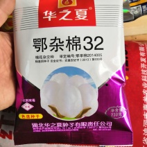 鄂杂棉32转基因抗虫杂交棉