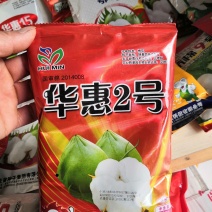 华惠2号国审抗虫杂交转基棉花种