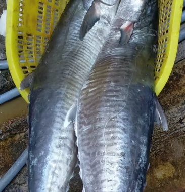 文昌铺前一级马鲛鱼马鲛鱼批发快过年了需要马鲛鱼送礼的