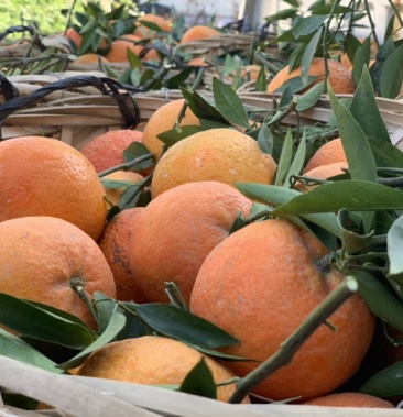 00元/斤 - 一亩田