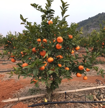 [默科特柑橘批发]300亩w莫科特柑橘湖南永州宁远桂胜果业有限公司价格