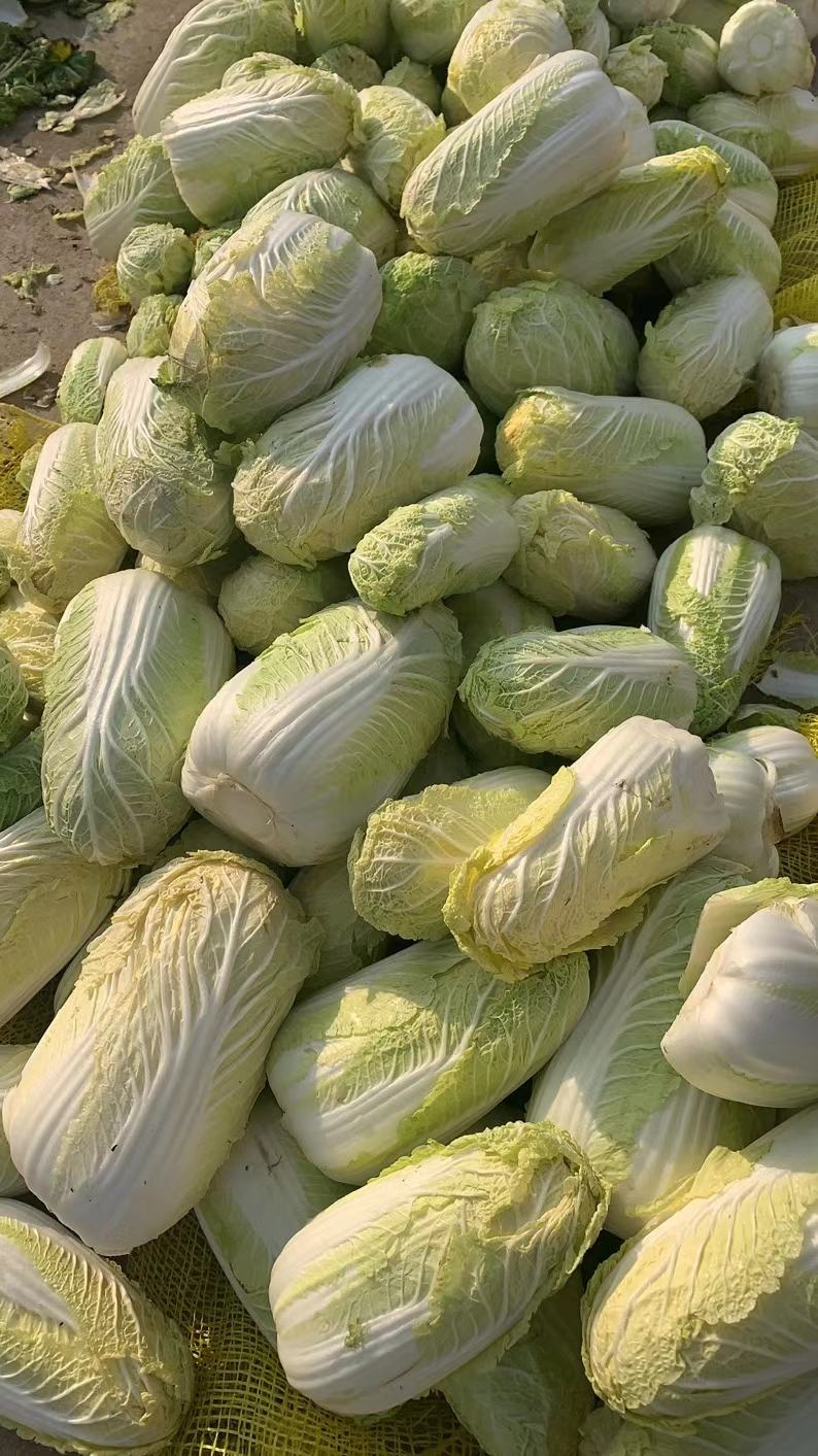 [娃娃菜批发]娃娃菜大小中棵都有欢迎价格2.00元/斤 - 一亩田