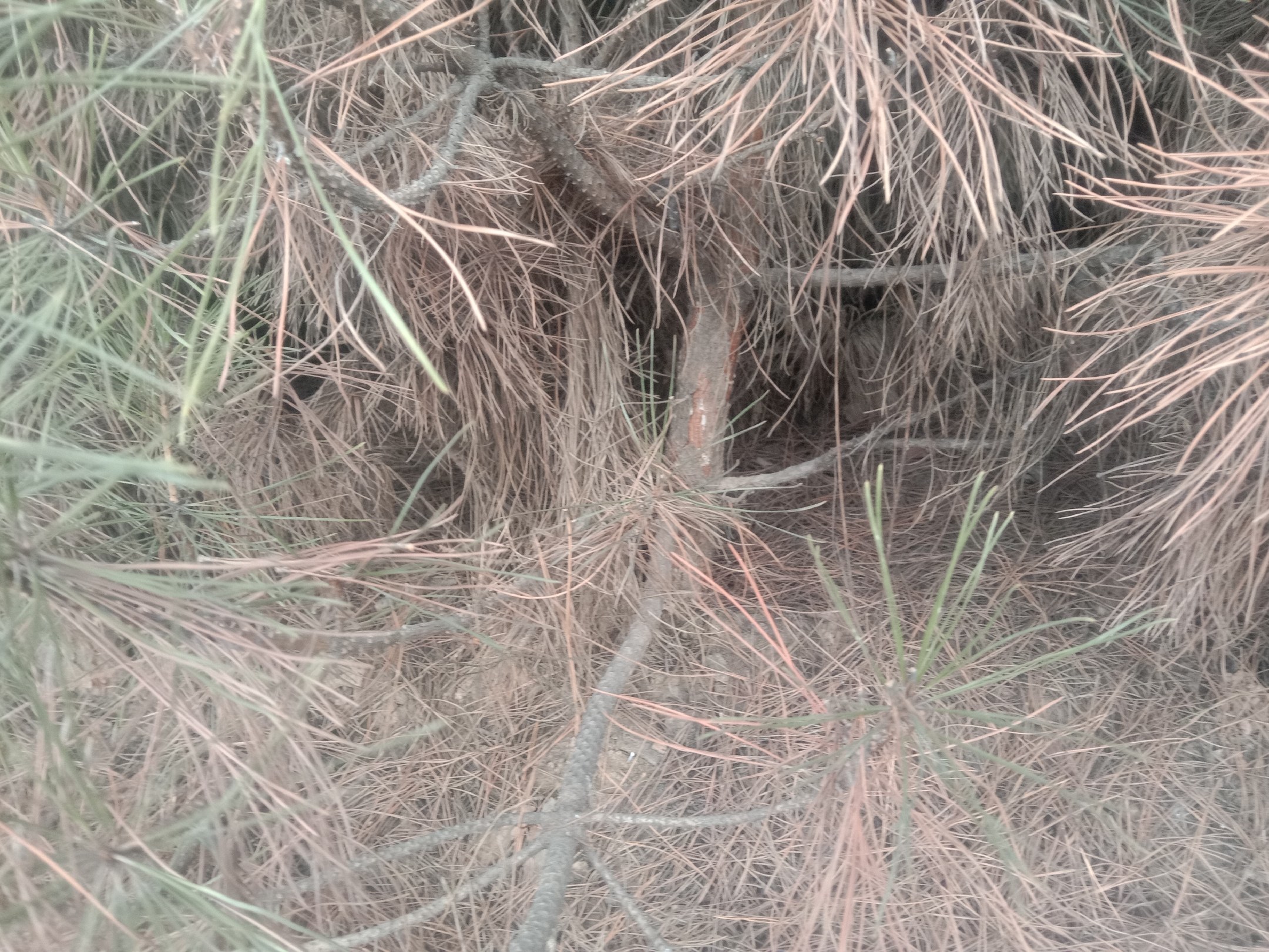 白皮松在园林景观中的应用实例,展示其树皮与针叶的自然美感 白皮松在园林景观中的应用