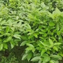 平安树基地直供自己种植无中间赚差价